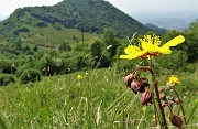 20 Eliantemo maggiore (Helianthemum nummularium) con vista in Podona